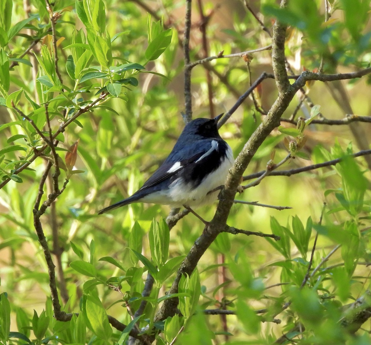 Black-throated Blue Warbler - William McClellan