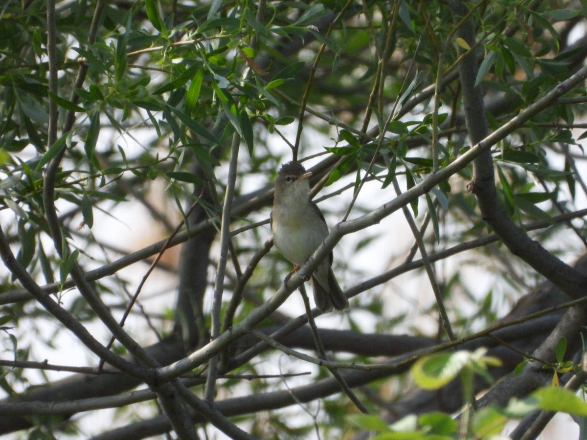 Eastern Olivaceous Warbler - Kenan Erayman