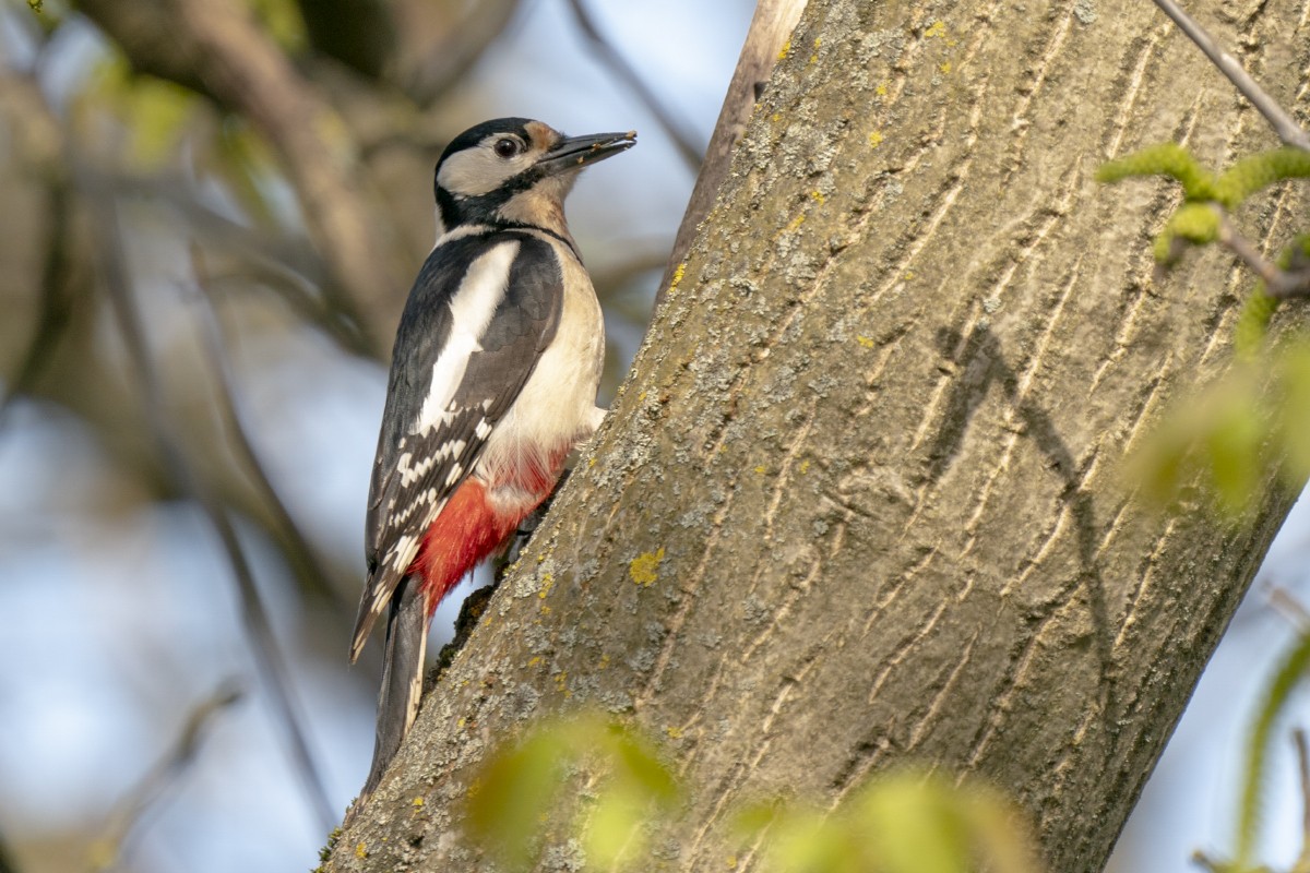 Great Spotted Woodpecker - ML618274910