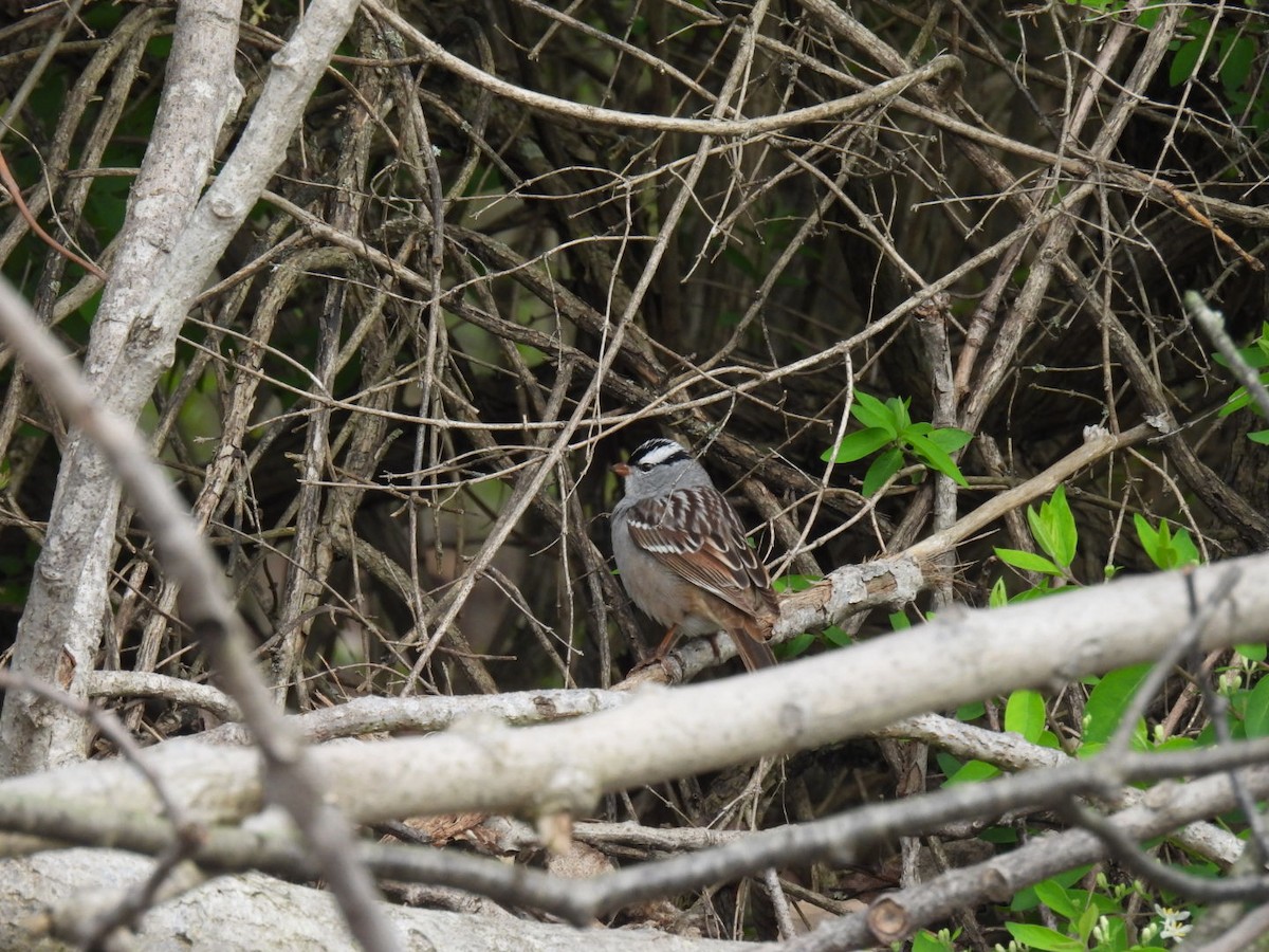 White-crowned Sparrow - ML618274926