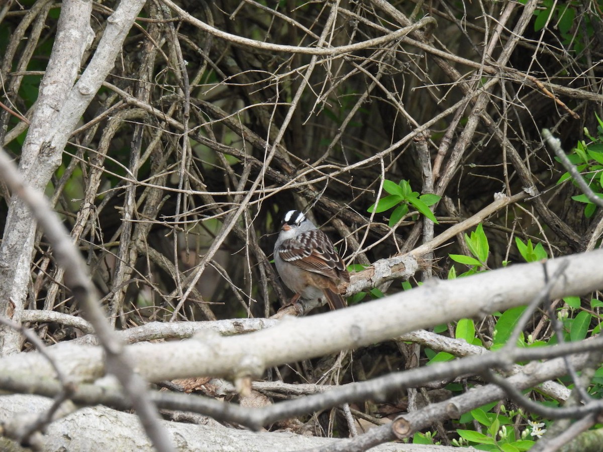 White-crowned Sparrow - ML618274927