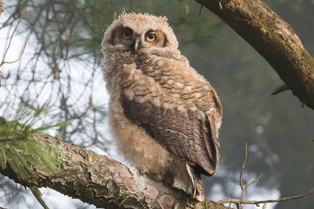 Great Horned Owl - David Eberly