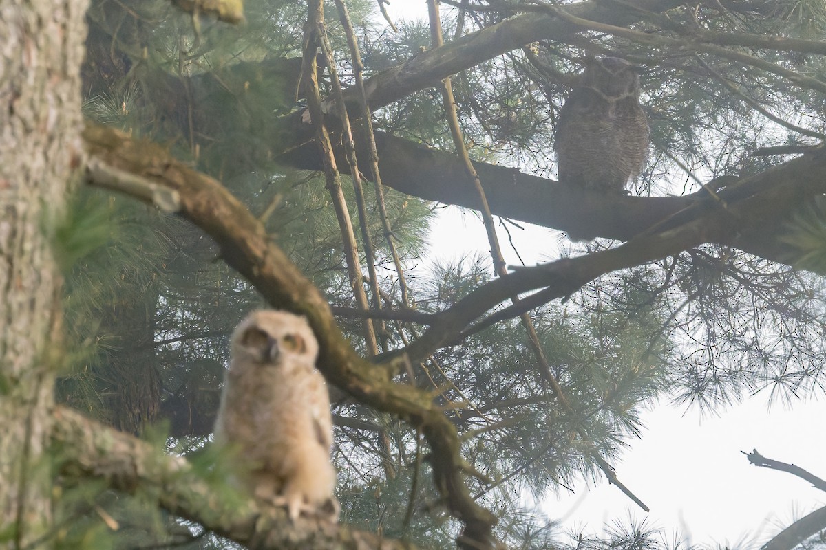 Great Horned Owl - ML618274931