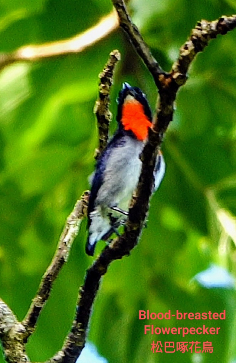 Blood-breasted Flowerpecker (Sumba) - ML618274936