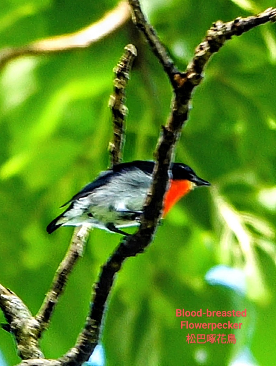 Blood-breasted Flowerpecker (Sumba) - Anonymous
