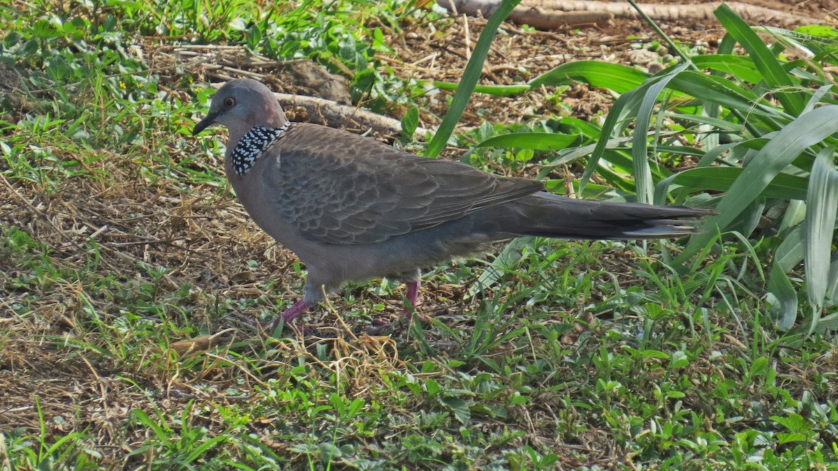 Spotted Dove - ML618274954