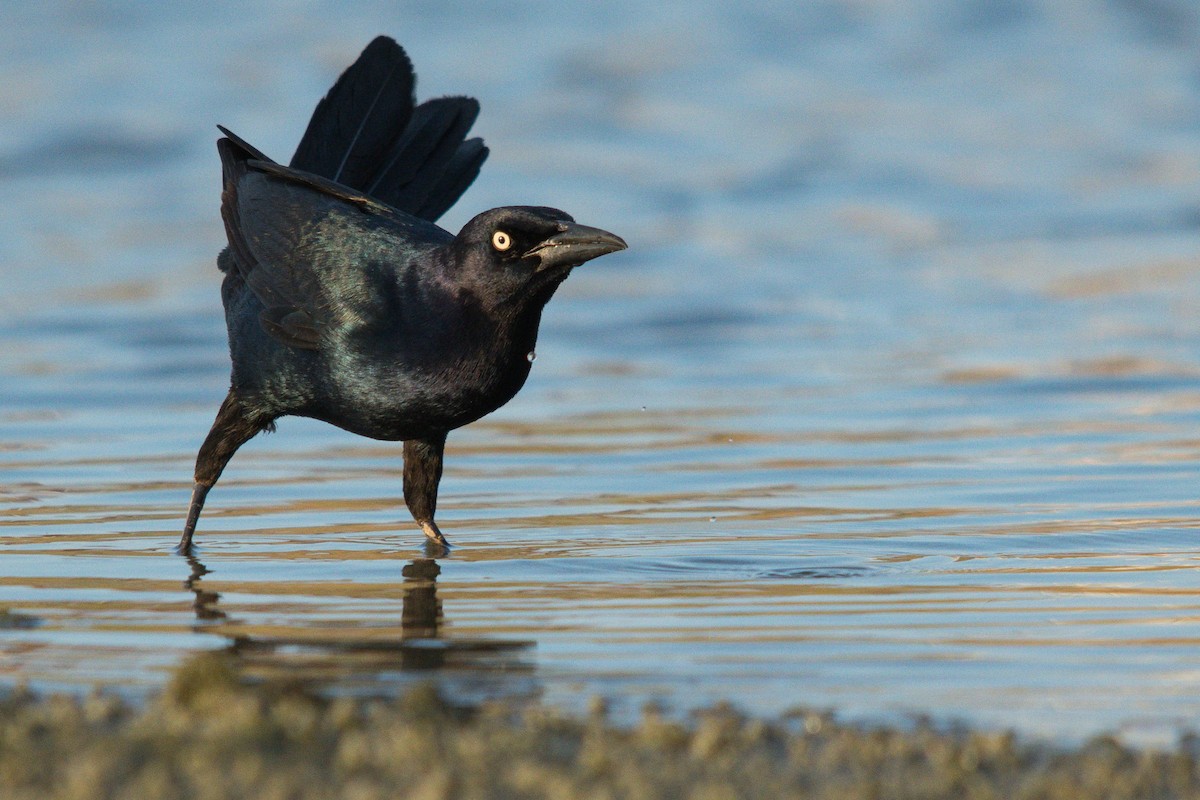 Boat-tailed Grackle - ML618275002