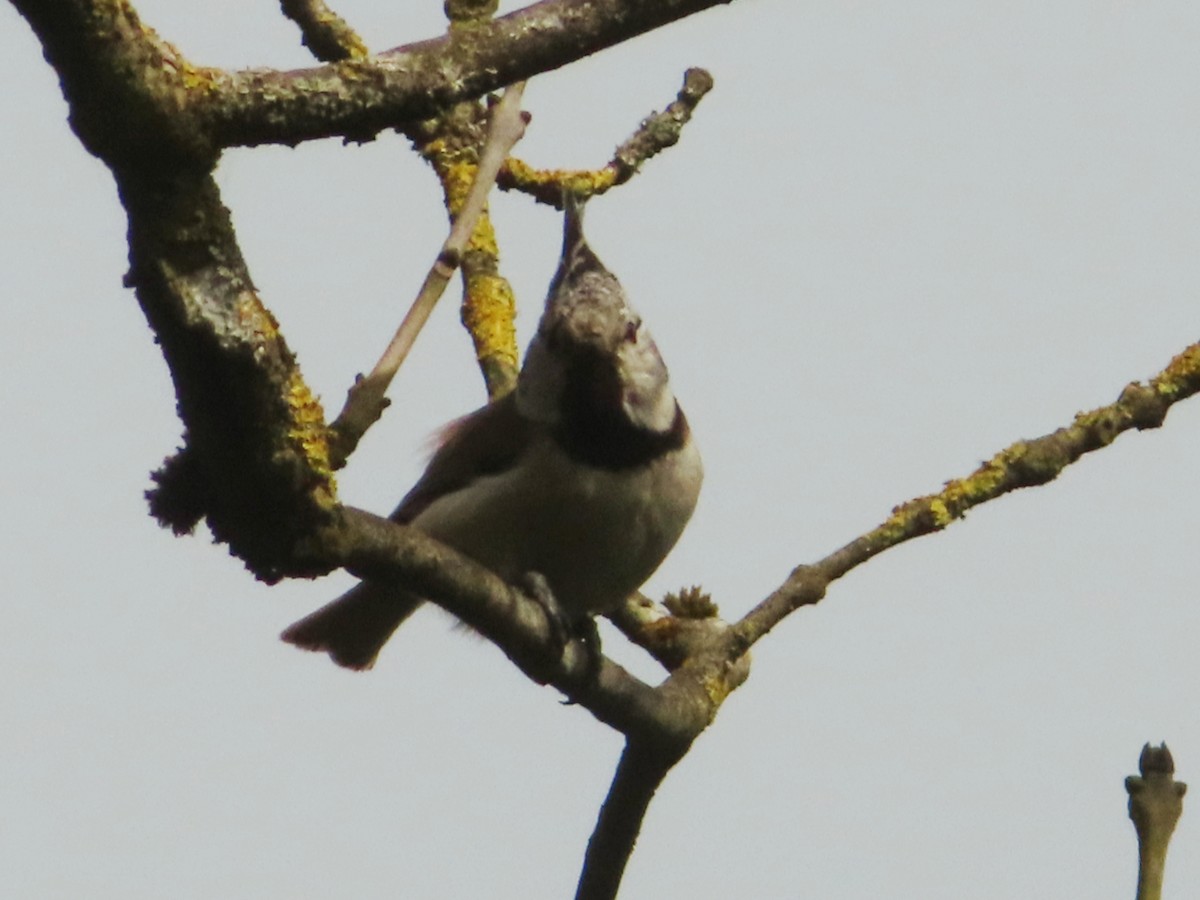 Crested Tit - ML618275005