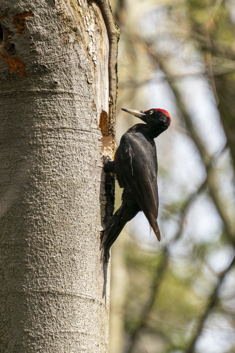 Black Woodpecker - Slawomir Dabrowski