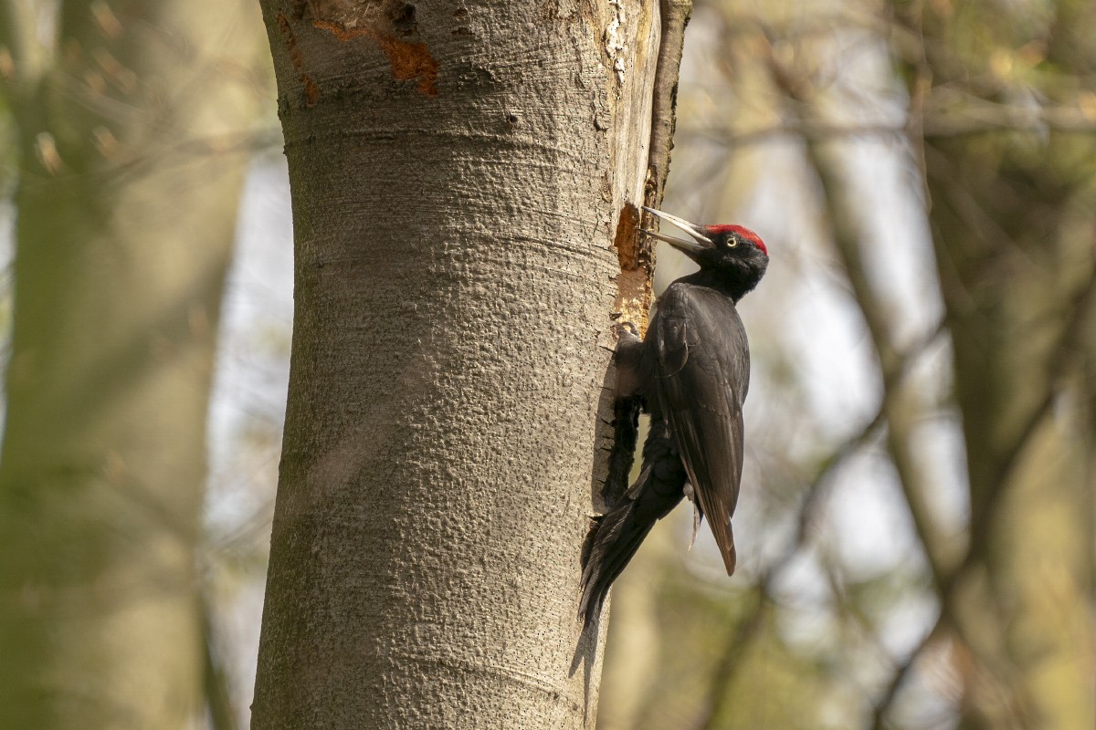 Black Woodpecker - ML618275043