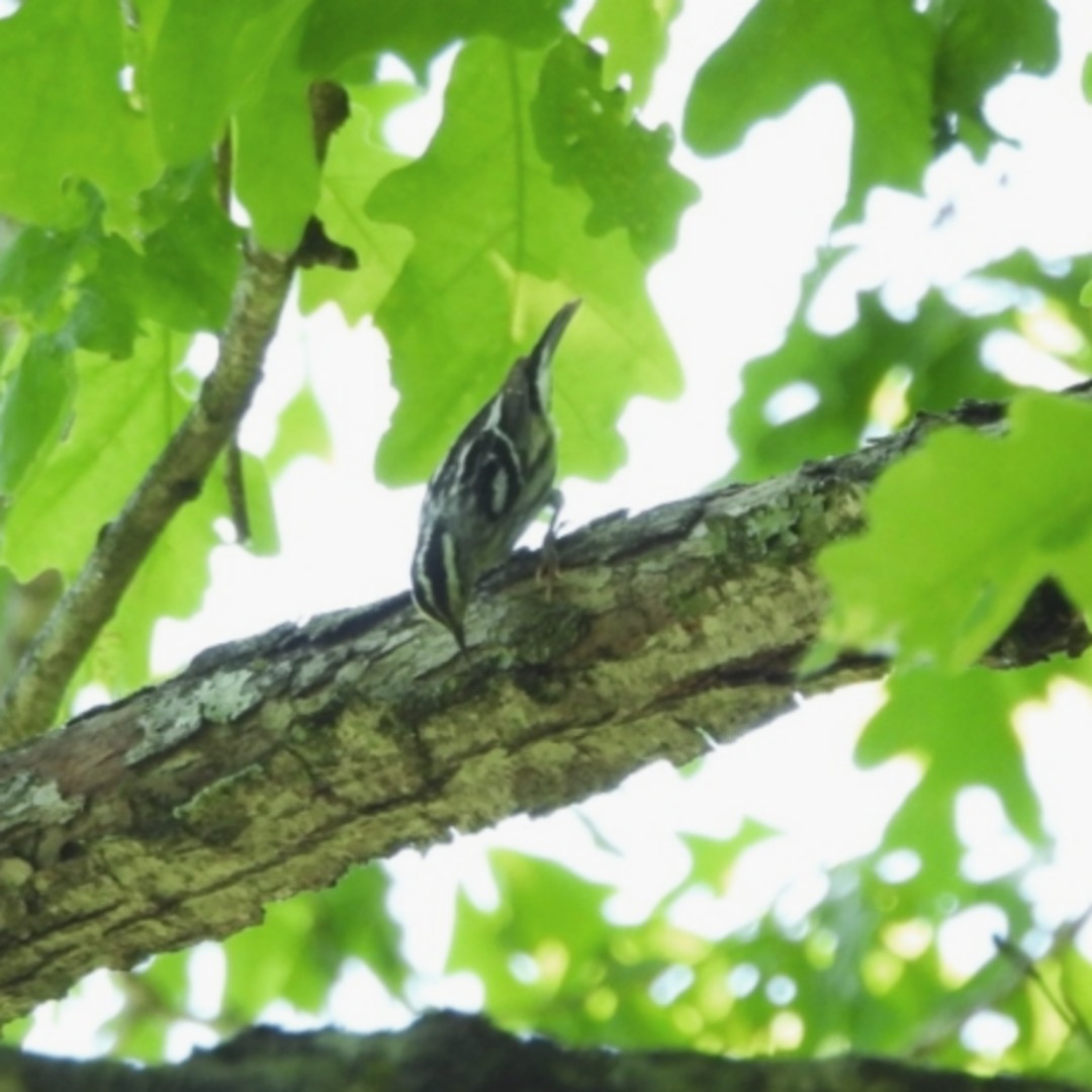 Black-and-white Warbler - ML618275059