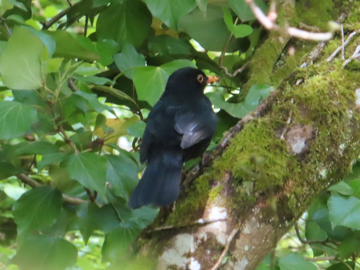 Eurasian Blackbird - ML618275068