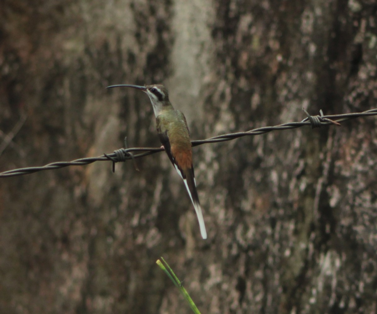 Sooty-capped Hermit - ML618275107