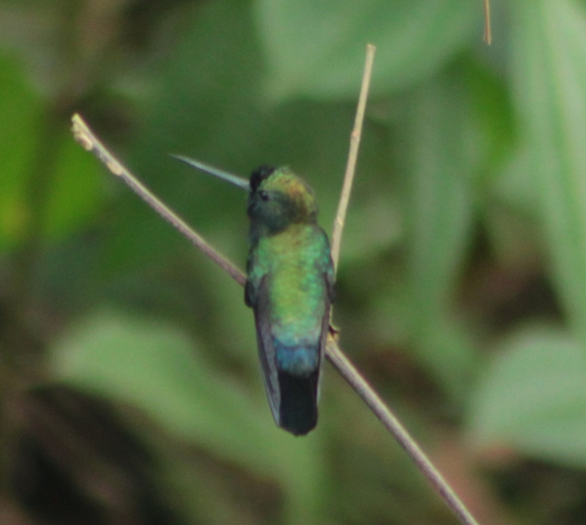 kolibřík modročelý - ML618275118