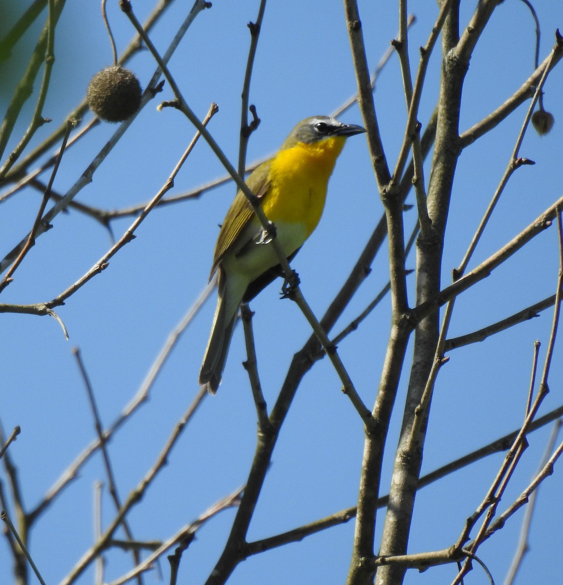 Yellow-breasted Chat - ML618275139