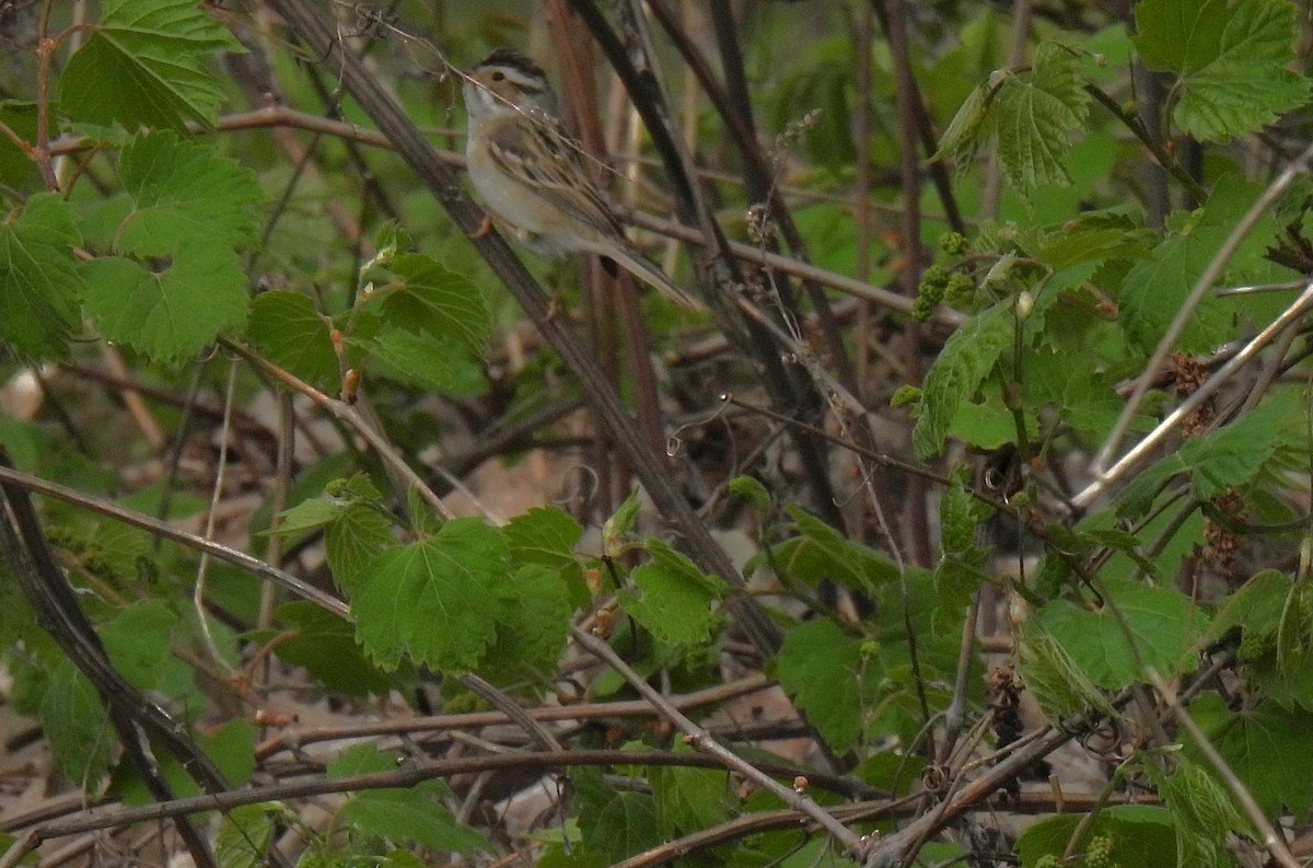 Clay-colored Sparrow - ML618275142