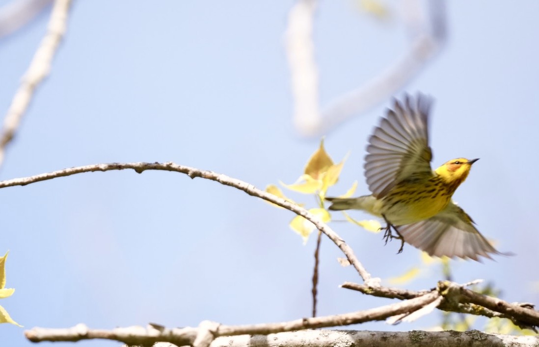 Cape May Warbler - ML618275143