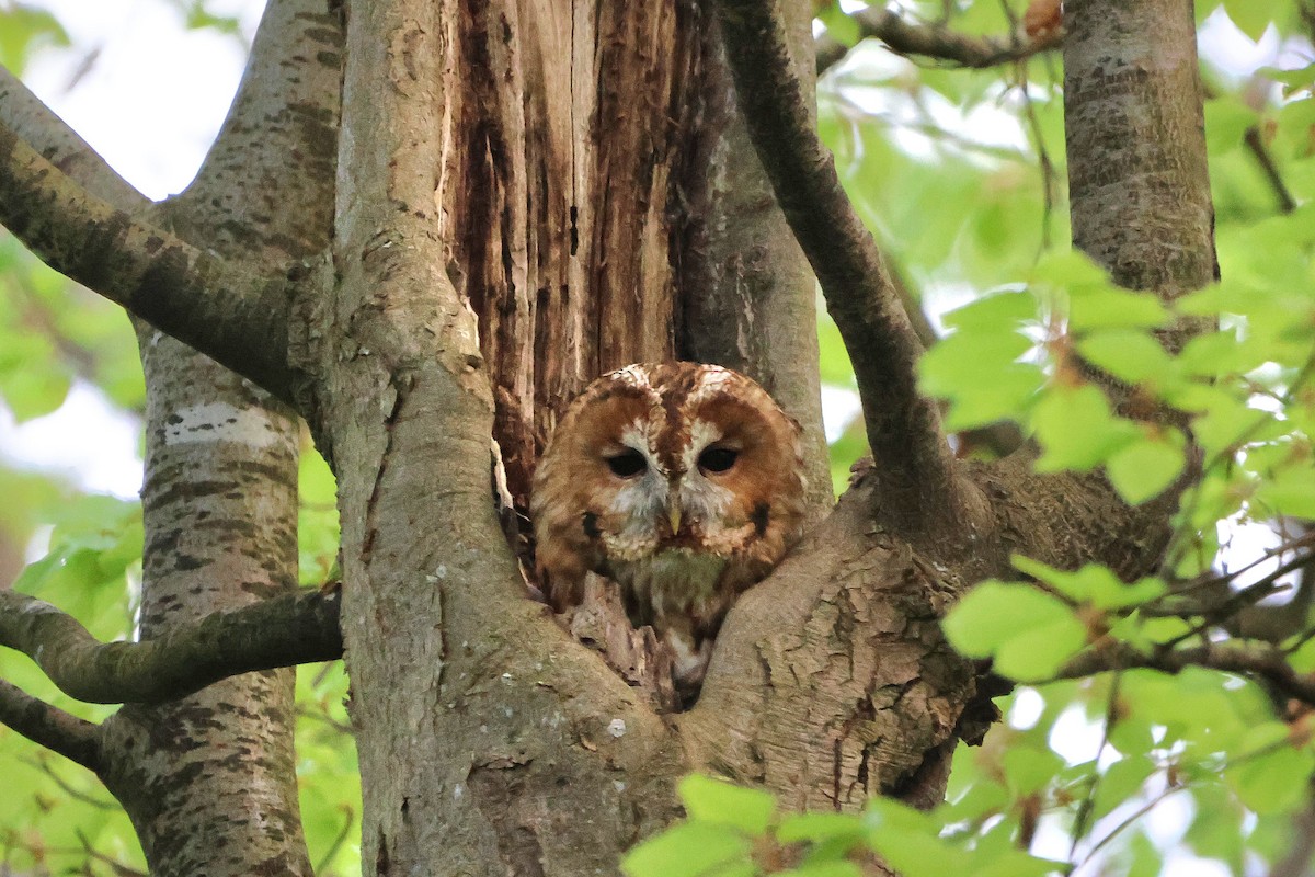 Tawny Owl - ML618275147