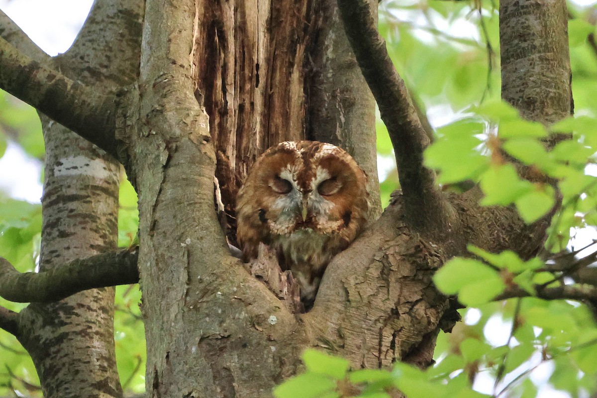 Tawny Owl - ML618275148