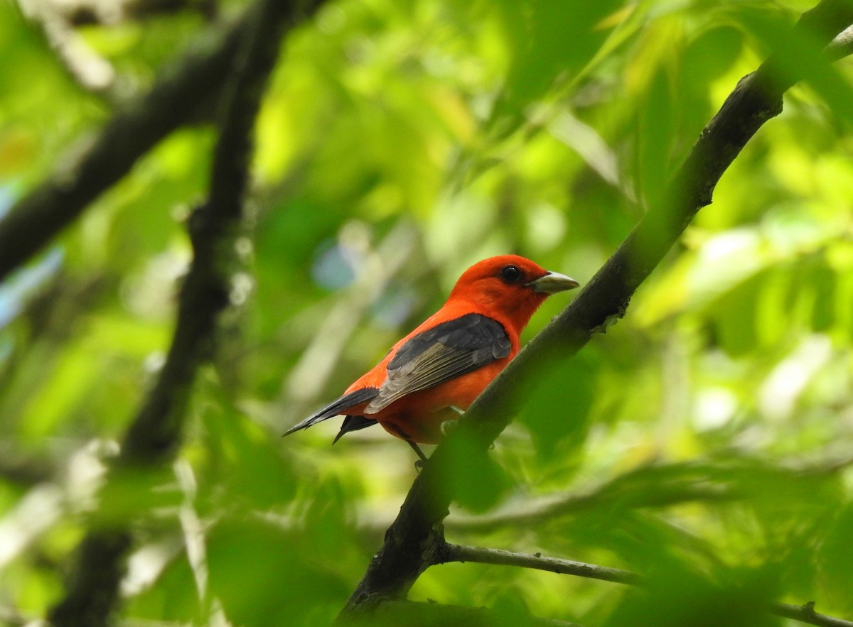 Scarlet Tanager - ML618275152