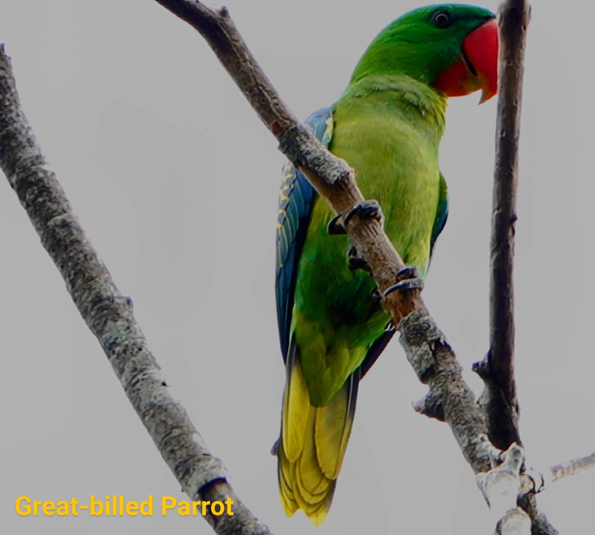 Great-billed Parrot - ML618275153