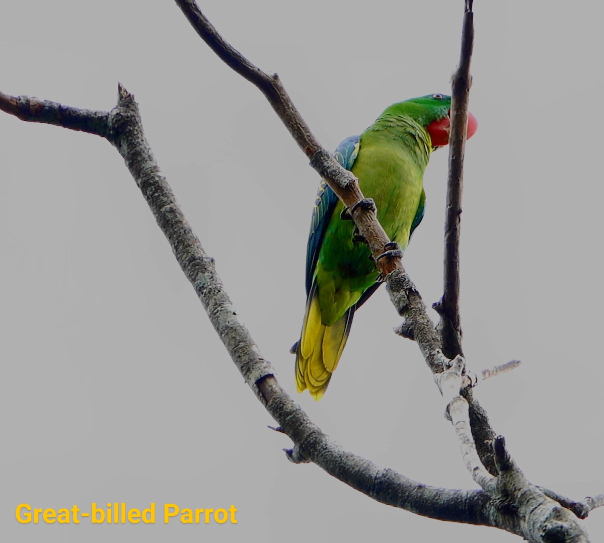 Great-billed Parrot - Anonymous