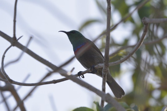 Southern Double-collared Sunbird - ML618275171