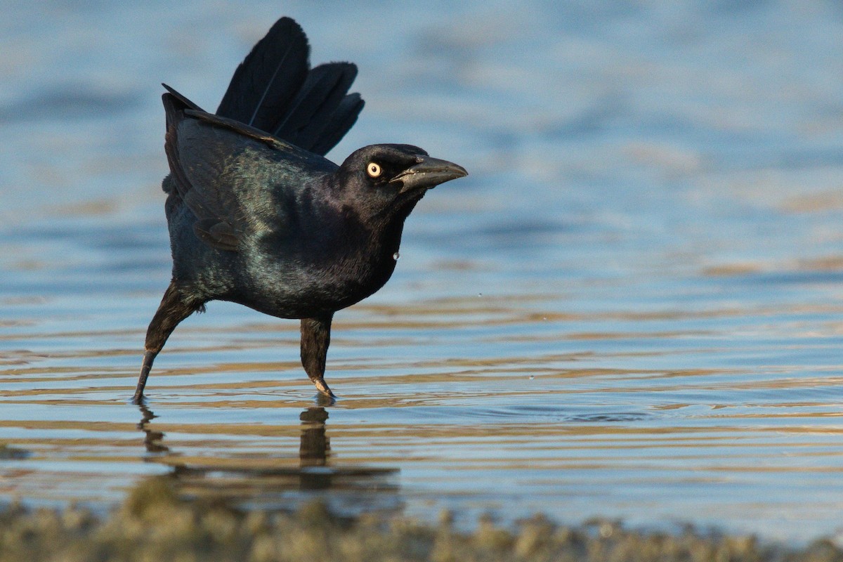 Boat-tailed Grackle - ML618275185