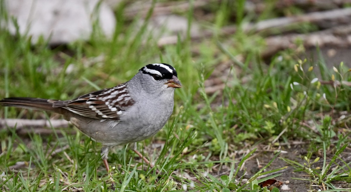 White-crowned Sparrow - Felix Perdue