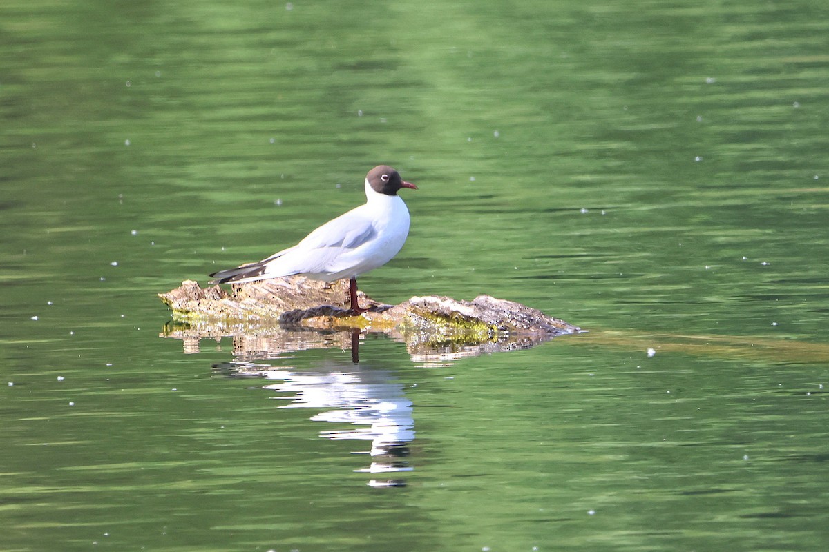Mouette rieuse - ML618275209