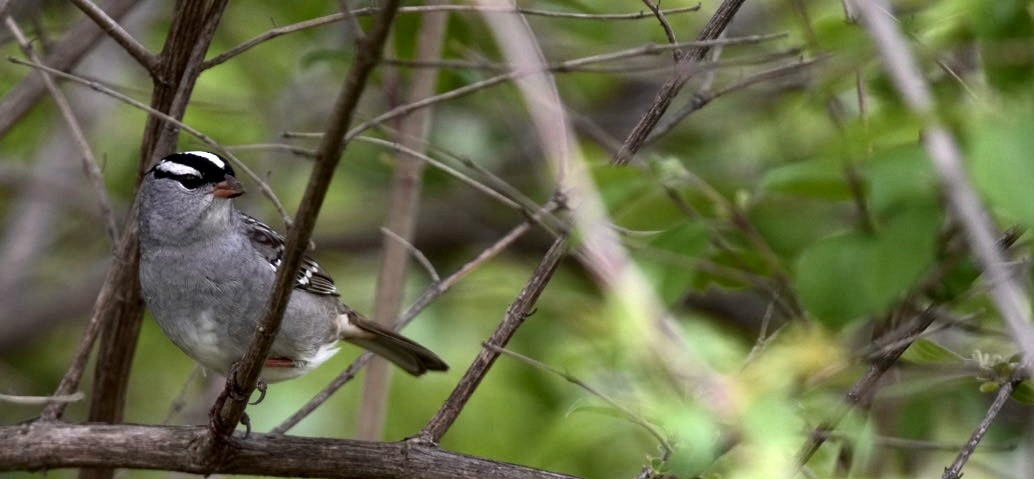 White-crowned Sparrow - ML618275210