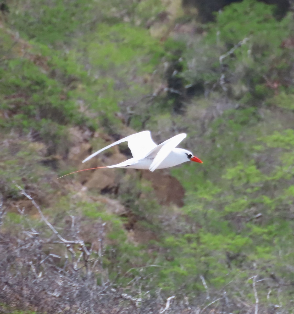 Red-tailed Tropicbird - ML618275218