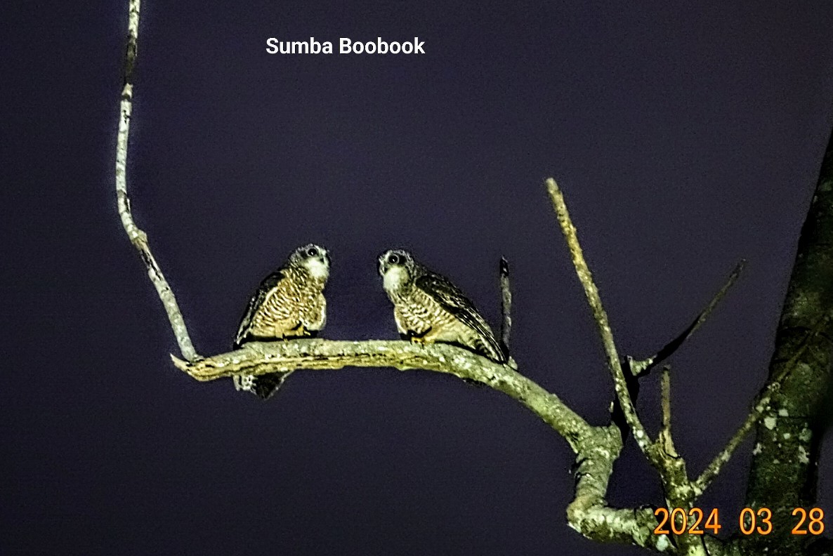 Sumba Boobook - ML618275303