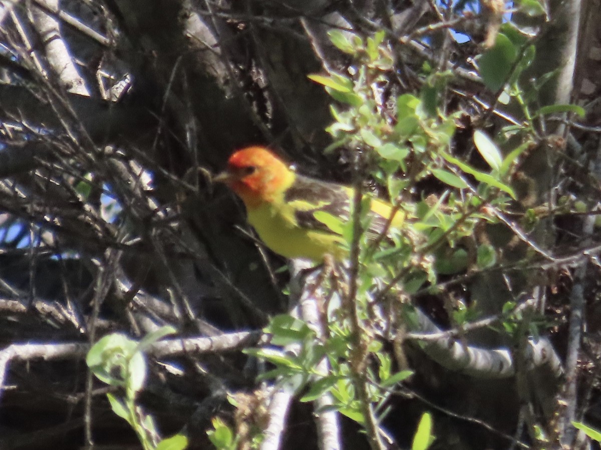 Western Tanager - ML618275347