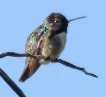 Costa's Hummingbird - ML618275355