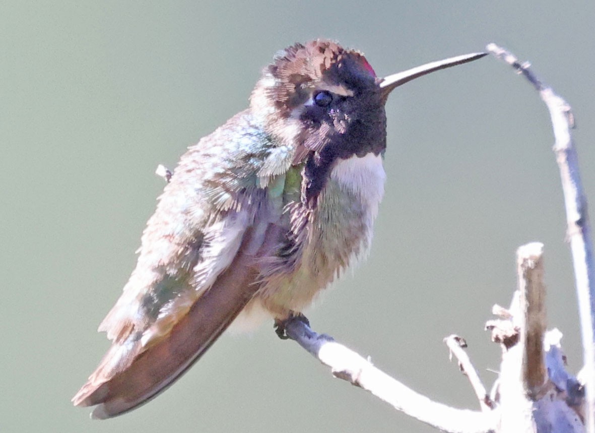Costa's Hummingbird - ML618275356