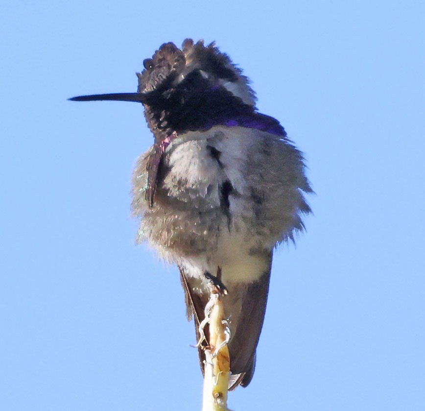 Costa's Hummingbird - ML618275357