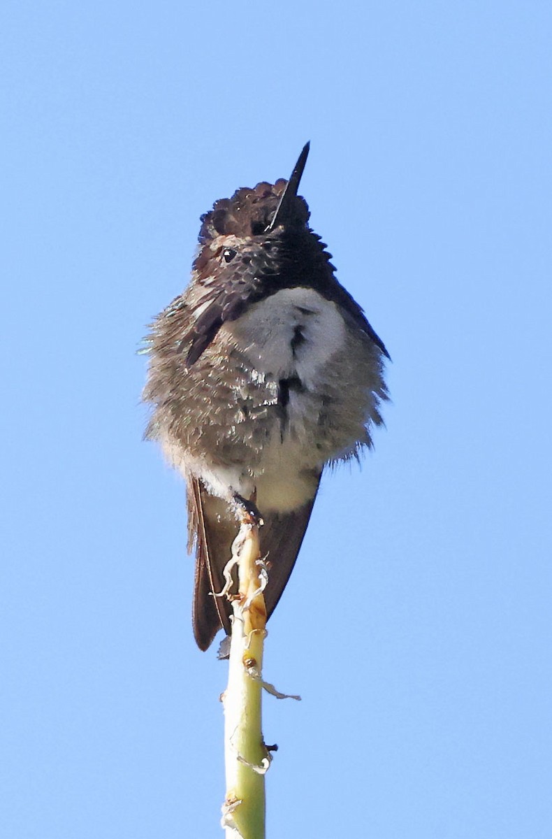 Costa's Hummingbird - ML618275358