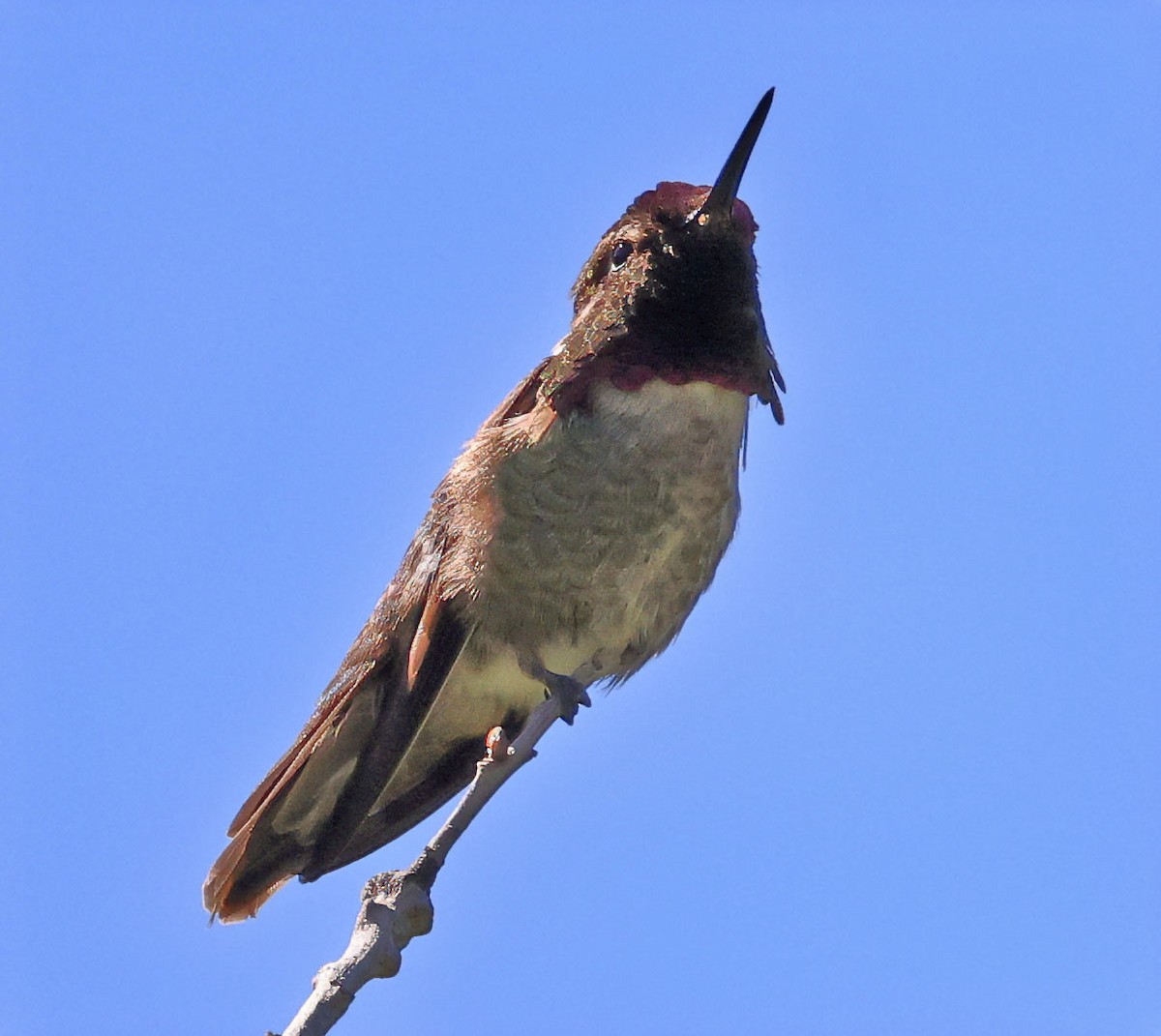 Costa's Hummingbird - ML618275359