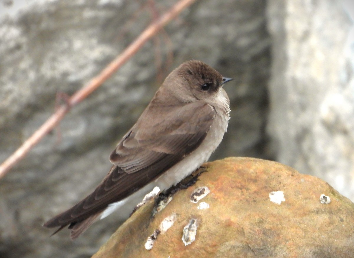 Northern Rough-winged Swallow - ML618275370