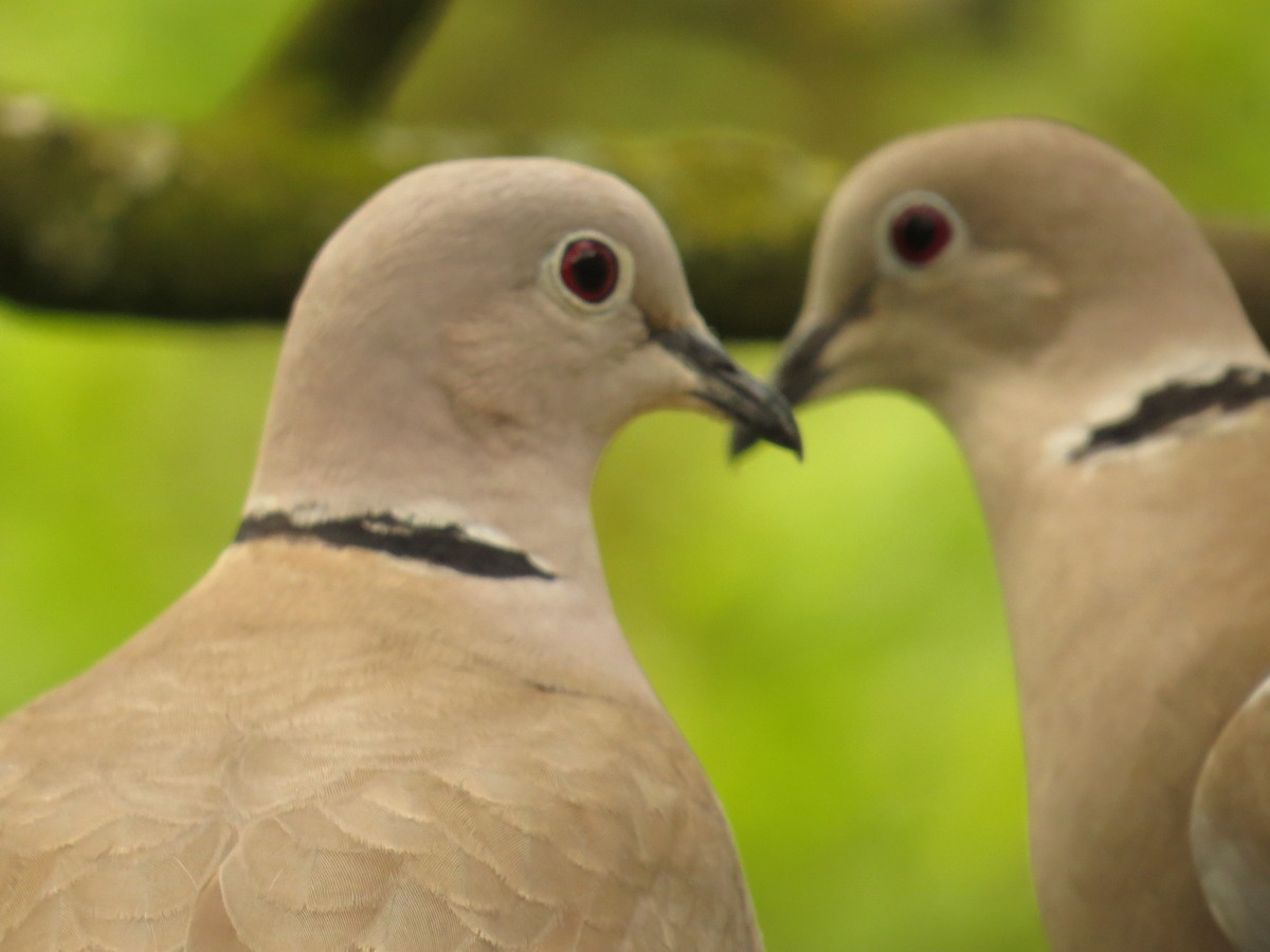 Eurasian Collared-Dove - Amy Lawes