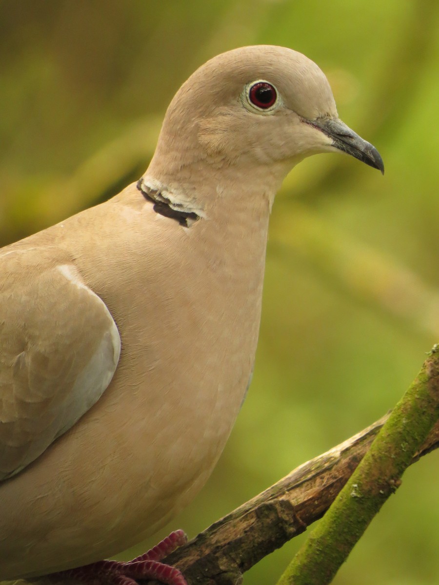 Eurasian Collared-Dove - ML618275406