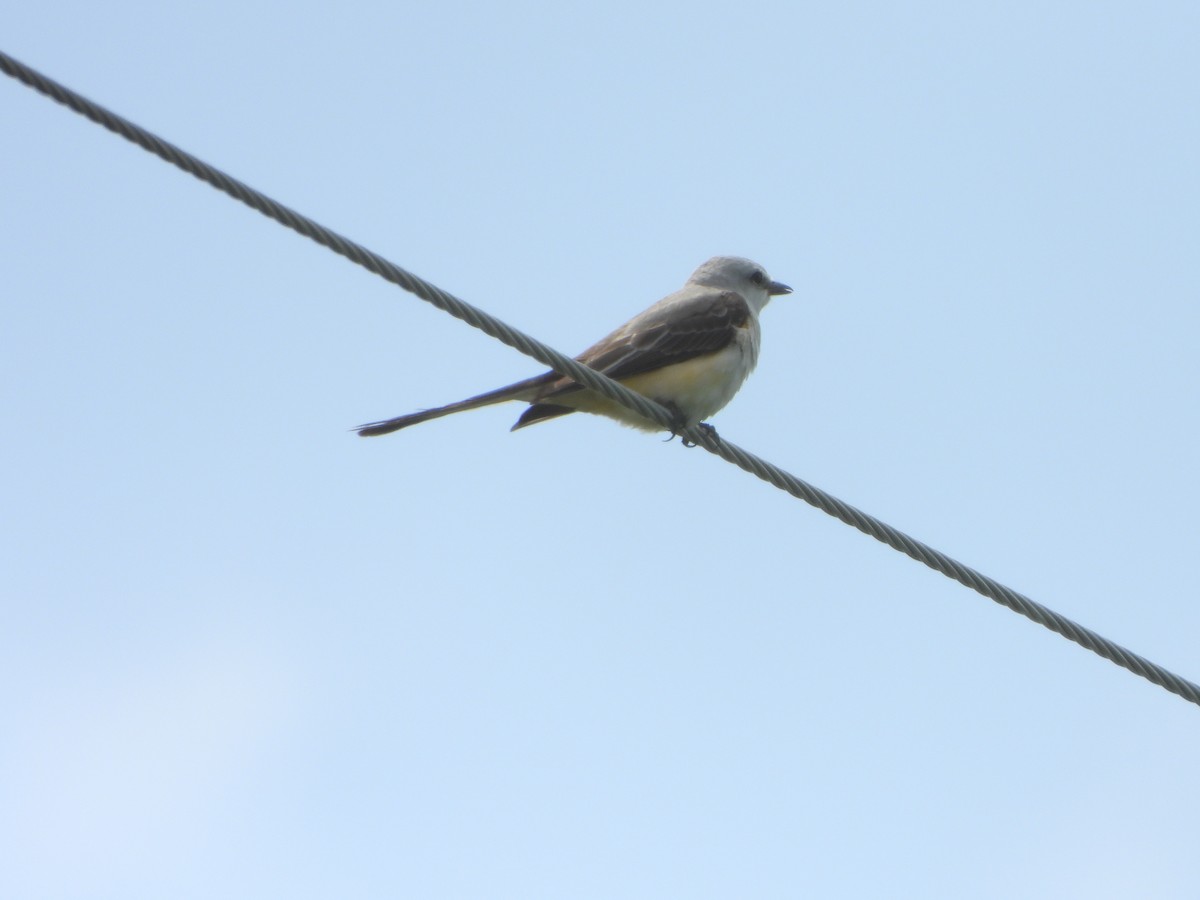 Scissor-tailed Flycatcher - ML618275411
