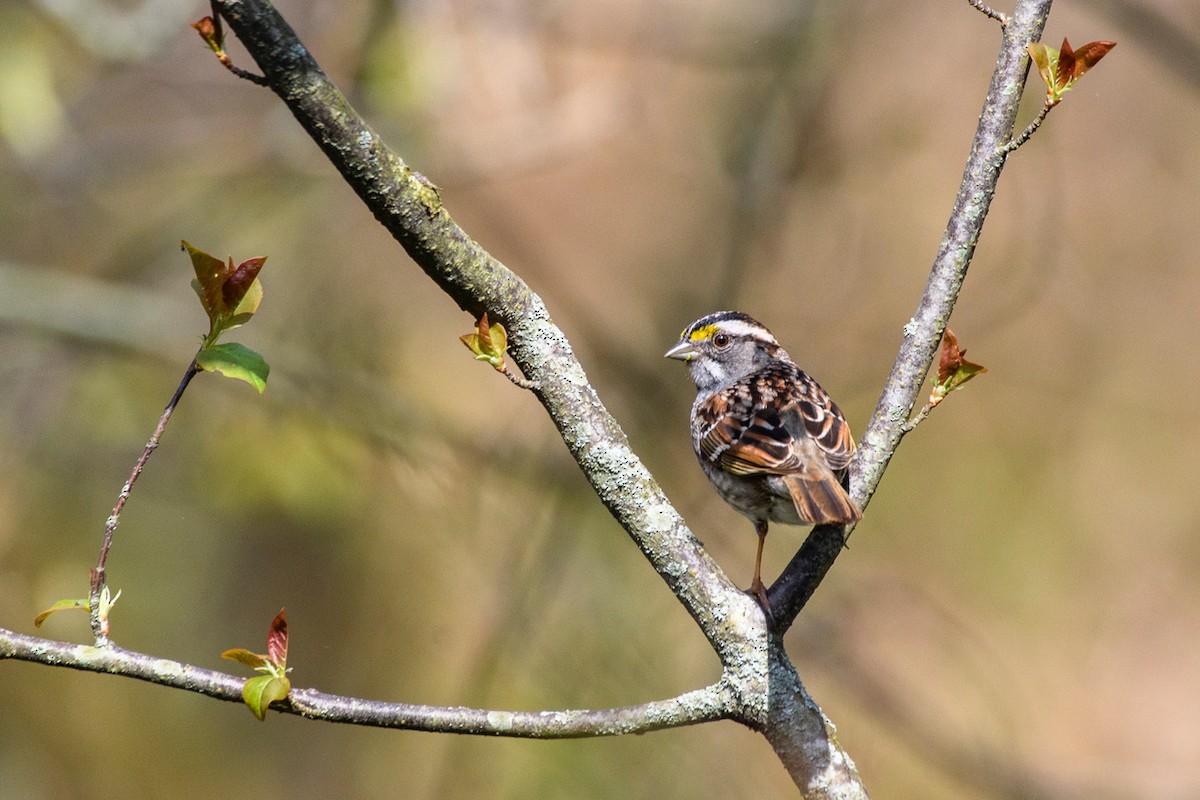 White-throated Sparrow - ML618275412