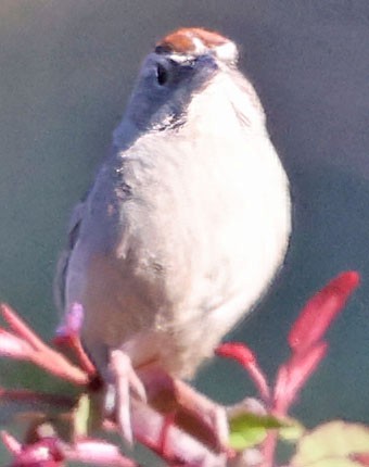 Rufous-crowned Sparrow - George Nothhelfer