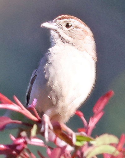 Rufous-crowned Sparrow - ML618275501