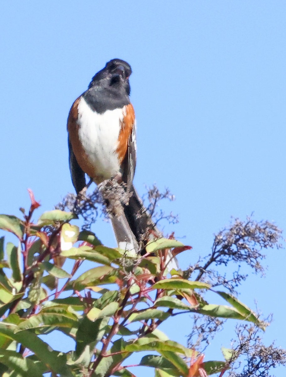 Spotted Towhee - ML618275581