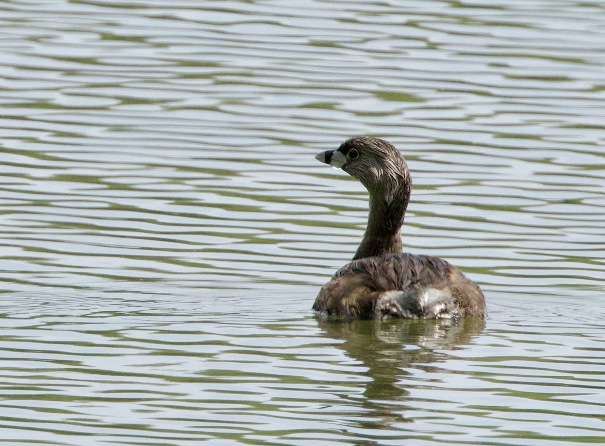 Pied-billed Grebe - Toby Ditz