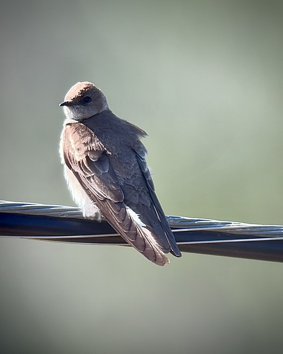 Northern Rough-winged Swallow - ML618275697