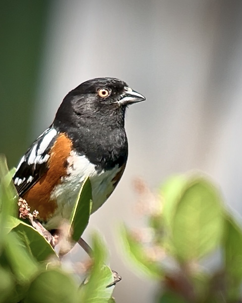 Spotted Towhee - ML618275710